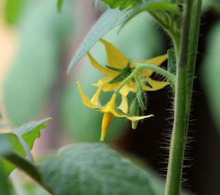 Our first tomato flowers, on our inside plants