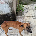 PC-AM prende homem por maus-tratos a dois animais domésticos