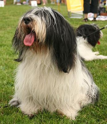 Bearded Collie Dog Photos