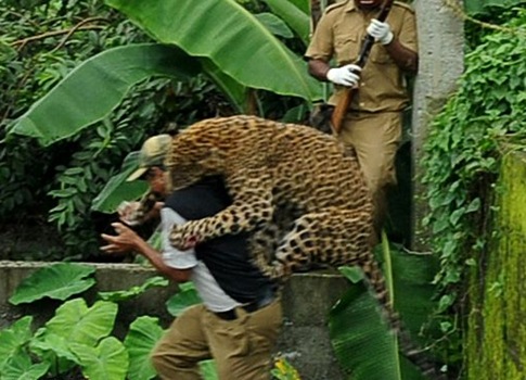 The leopard attacks a forest guard at Prakash Nagar village near Salugara in north-east India