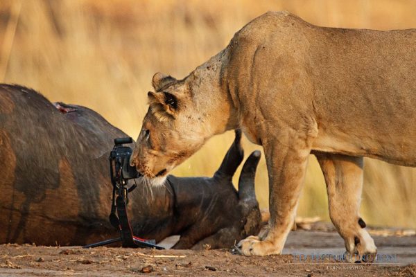 Lion steals camera, lion pictures, lion photos, animals stealing things