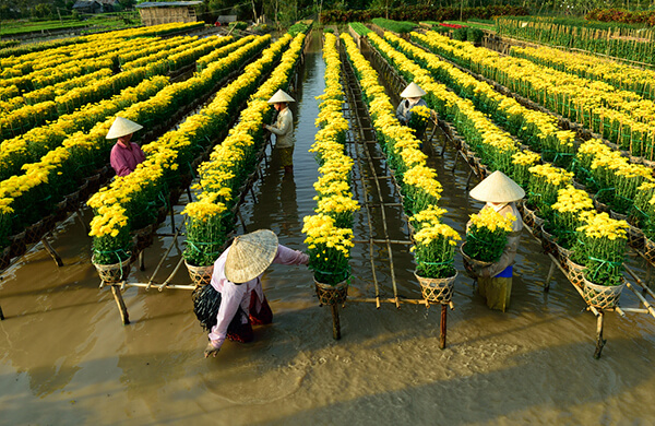 Đến làng hoa kiểng Sa Đéc, du khách được đắm mình trong thế giới của muôn hoa