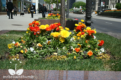 orange and yellow ranunculus flowers