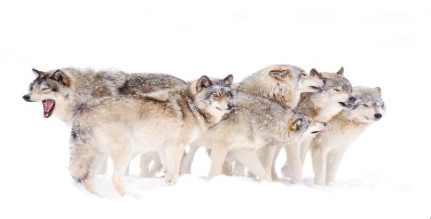 What is a group of wolves called?