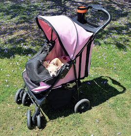 Chihuahua in pink dog stroller