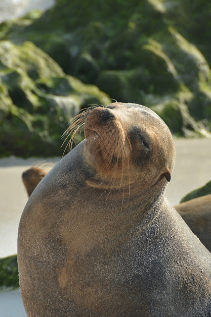 Gardner Bay Sea Lions