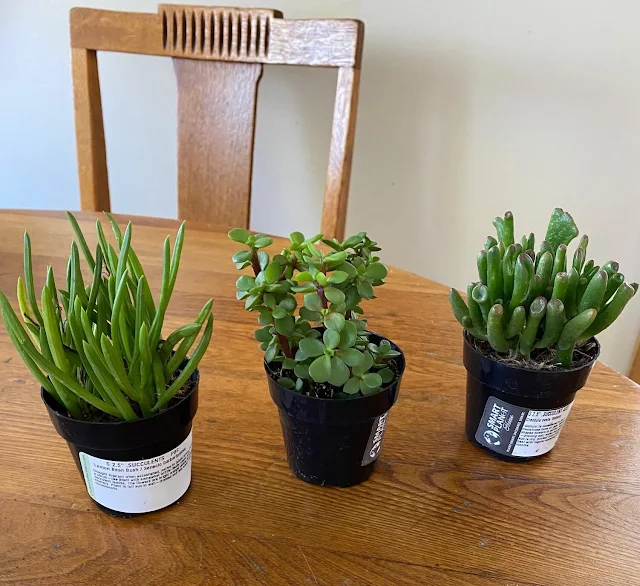Photo of three succulent plants in 2.5" pots.