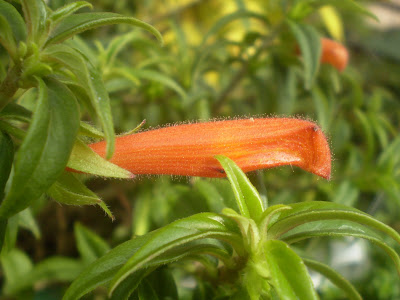 columnea goldfish plant. Random plant event: Columnea