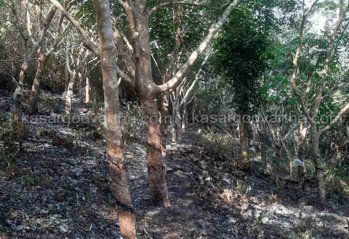 Kasaragod, Kerala, News, Top-Headlines, Uppala, Latest-News, Fire, Fire force, Paivalika, Solar-products, Farmer, Farm workers, Fire breaks out in rubber plantation.