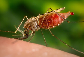 Malaria Symptoms, Cause, and Prevention