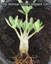 Adenium repairing root