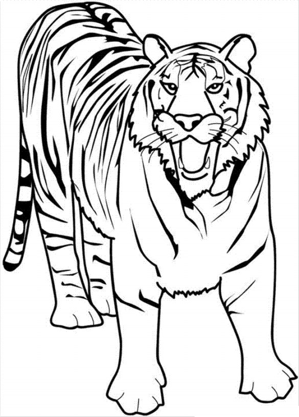 Gambar Mewarnai Harimau