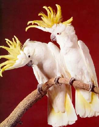 Cockatoo Pet Birds