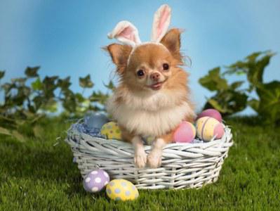 Dog Easter Basket5