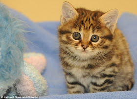 Crystal, African Black-Footed cat yang lahir dari rekayasa embrio