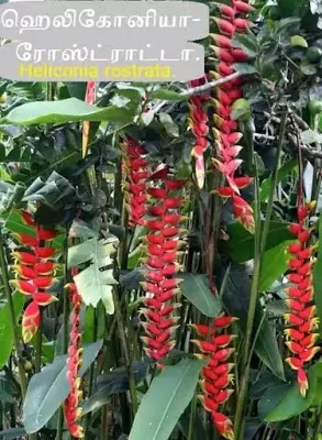 ஹெலிகோனியா ரோஸ்ட்ராட்டா - Heliconia rostrata in Tamil.