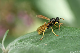 macro wespe wasp