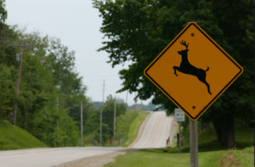 Tips for Driving During Deer Season