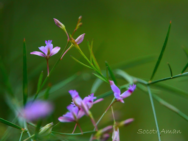 Polygala tenuifolia