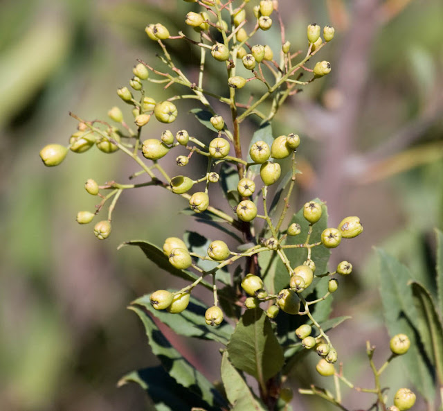 Berries on unknown bush