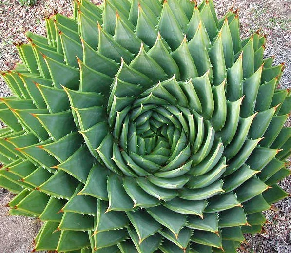 ว่านหางจระเข้เกลียว (Spiral Aloe) หายาก