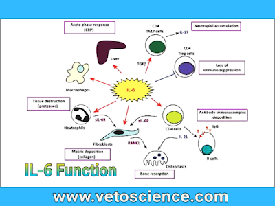 What is Interleukin 6 Test in hindi