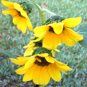 Three Petite Yellow Sunflower Blossoms