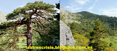 Pinus sylvestris en la sierra de Guadarrama.