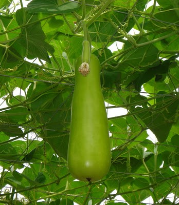 Danau kasih: wintermelon/buah kundur