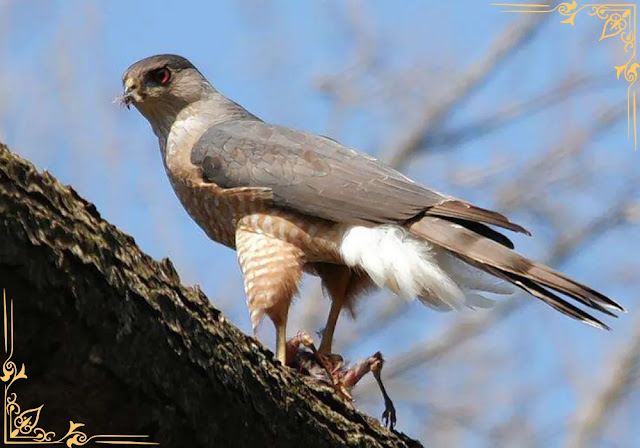 How to Attract Cooper's Hawk
