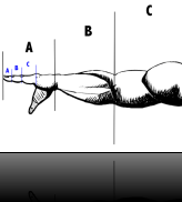 goldenratio