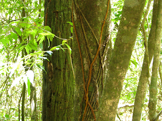 Nature weaves a tapestry in Puriscal