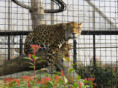 Jaguar at Paris Zoo