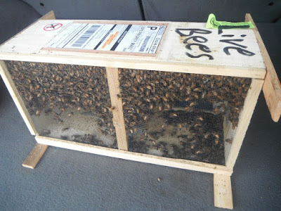 live bees for shipping