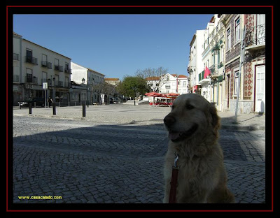 golden retriever in alcochete