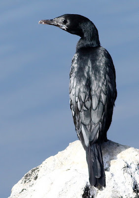 "The Little Cormorant (Microcarbo niger), a sleek black waterbird, perched  on the water's edge on a rock with a slender neck and beak. Known for its diving skills."