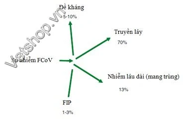 Hình 1: Phát sinh bệnh khi nhiễm Coronavirus trên mèo