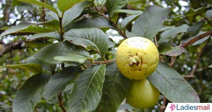 Ternyata Daun Jambu Biji Sangat Bagus Untuk Kecantikan Kulit