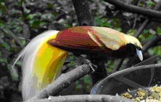 bird of paradise