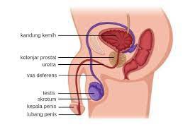 Anatomi alat reproduksi laki laki