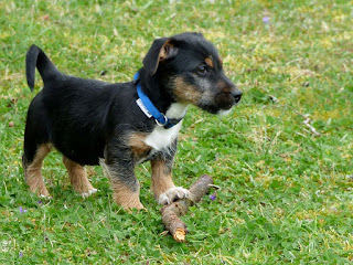 chiot berger allemand à vendre