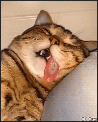 Funny Cat GIF • When the cat nap turns into coma nap!  [ok-cats.com]