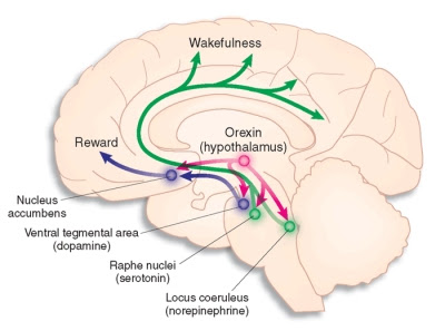 modafinil action targets