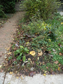 The Annex Front Garden Fall Clean up before by Paul Jung Gardening Services