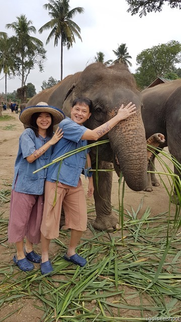 meeting with an adult female elephant