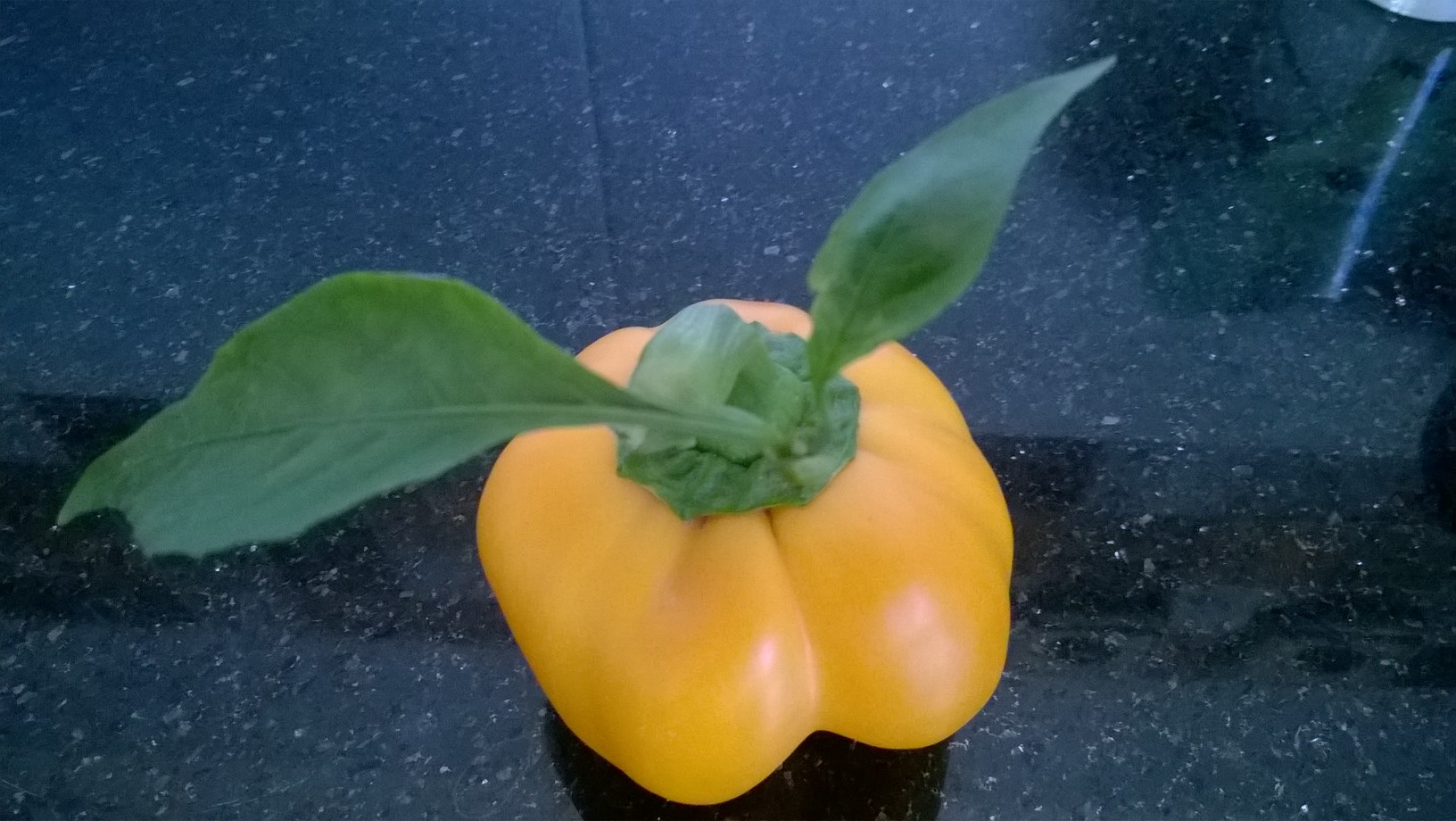 my organic yellow bell pepper