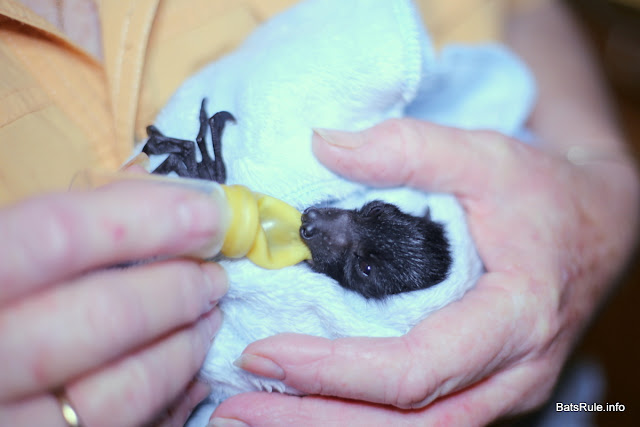 Rehab | Megabat babies Flying-foxes Fruit bats