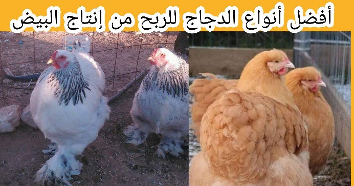 أفضل أنواع الدجاج البياض للربح من إنتاج البيض