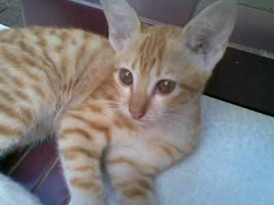 si-kucing