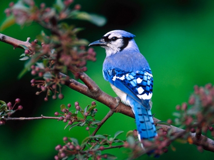 Colored Beautiful Bird